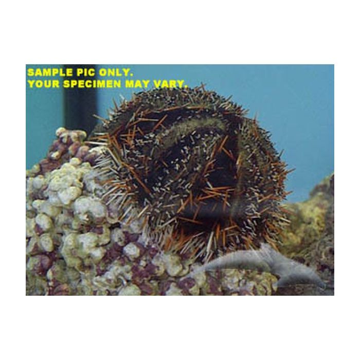 Buy Common Colored Urchin (Asia Pacific) in Canada for as low as 28.95