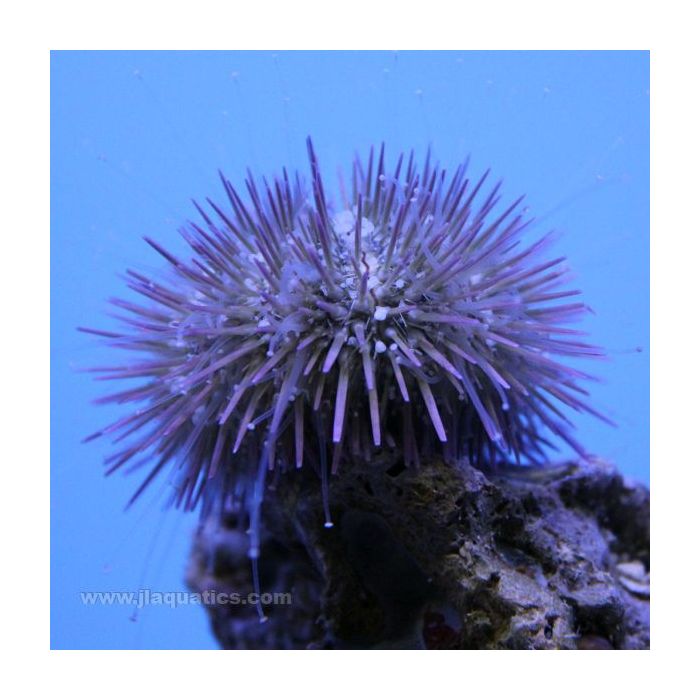 Buy Common Florida Urchin (Atlantic) in Canada for as low as 23.45