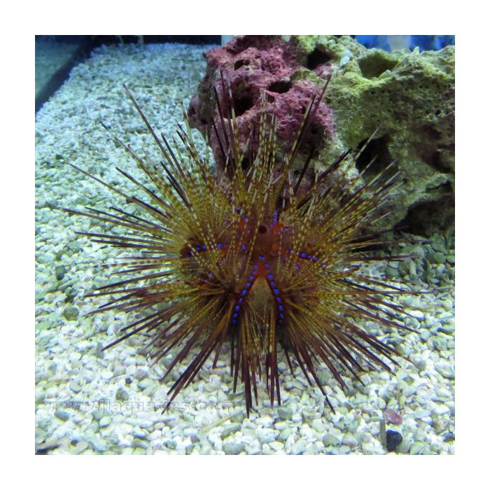 Buy Fire Urchin (Indian Ocean) in Canada for as low as 43.45