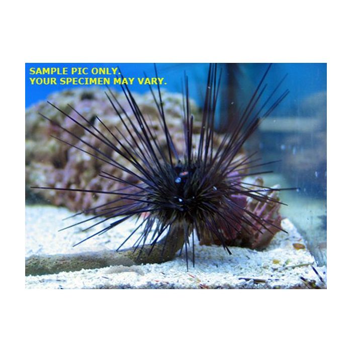Buy Longspine Urchin (Atlantic) in Canada for as low as 26.45