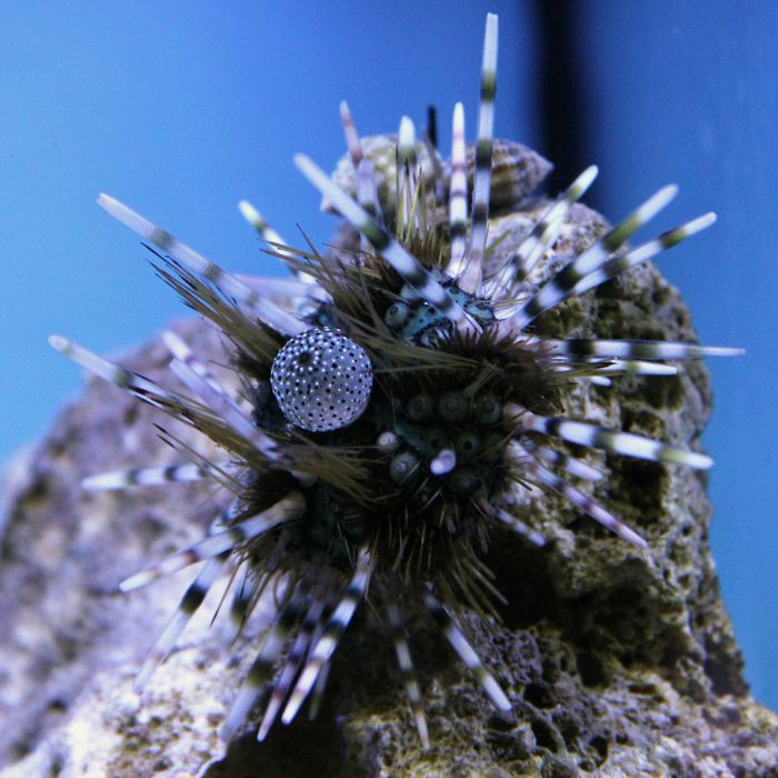 Buy Longspine Hatpin Urchin (Atlantic) in Canada for as low as 50.95
