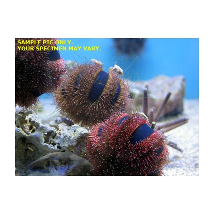Buy Tuxedo Urchin (Asia Pacific) in Canada for as low as 29.95