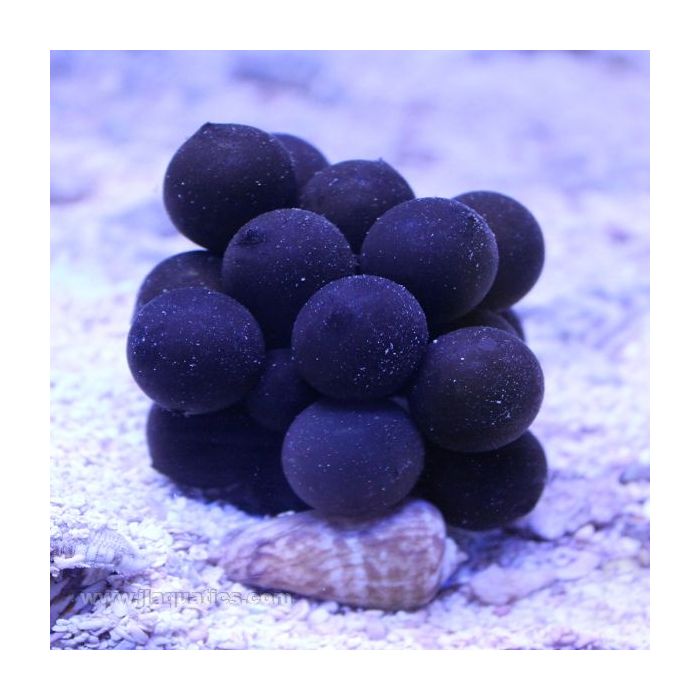 Buy Cuttlefish Egg Batch (Asia Pacific) in Canada for as low as 52.45