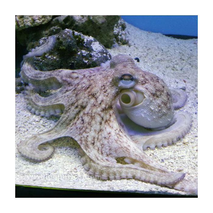 Buy Octopus - Common (Asia Pacific) in Canada for as low as 91.95