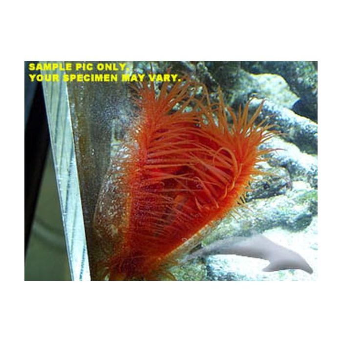 Buy Flame Scallop (Atlantic) in Canada for as low as 18.95