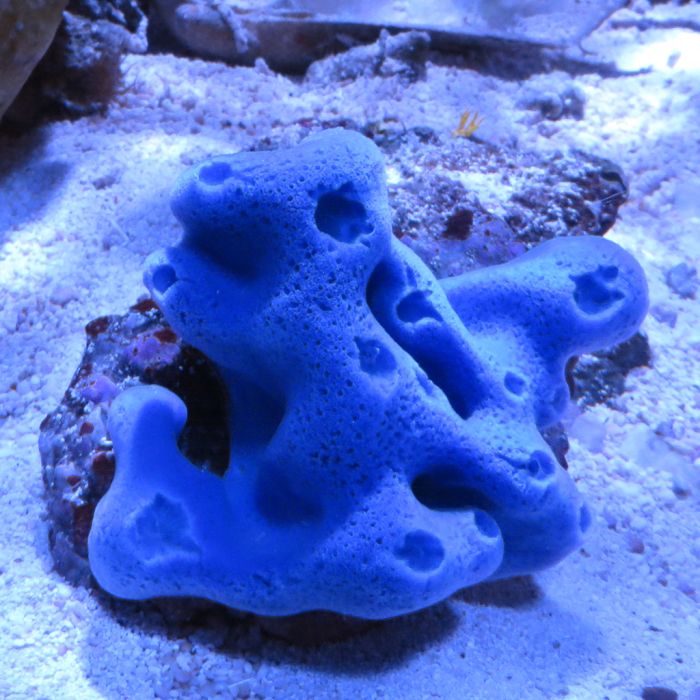 Buy Blue/Purple Sponge (Asia Pacific) at www.jlaquatics.com
