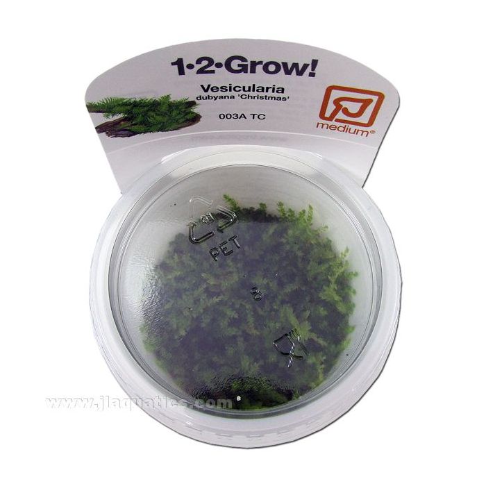 Tropica Vesicularia montagnei top view in packaging