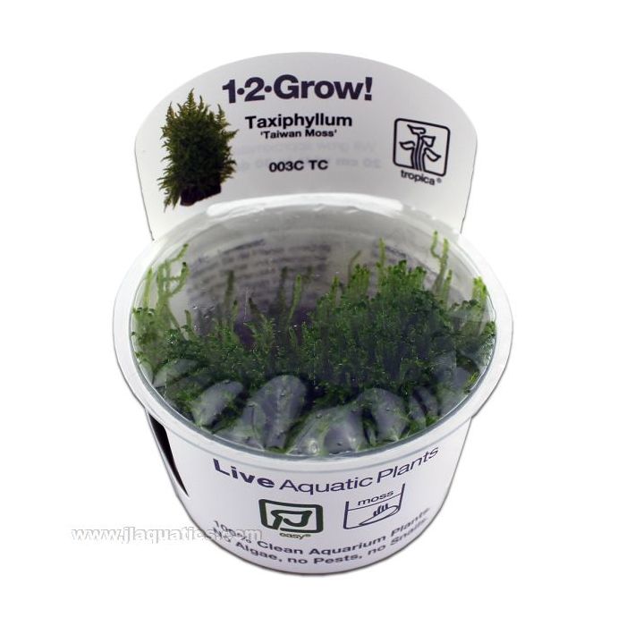 Tropica Taxiphyllum Taiwan Moss top view in packaging
