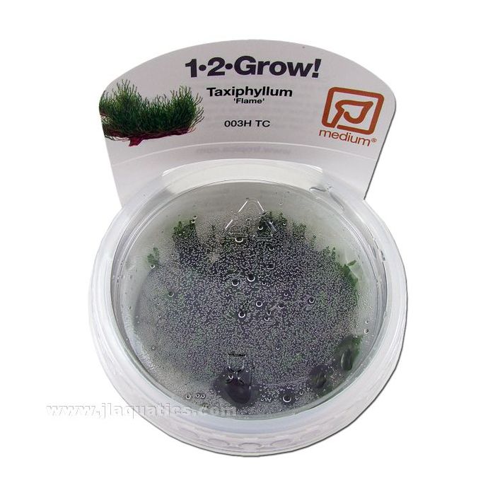 Tropica Taxiphyllum top view in packaging