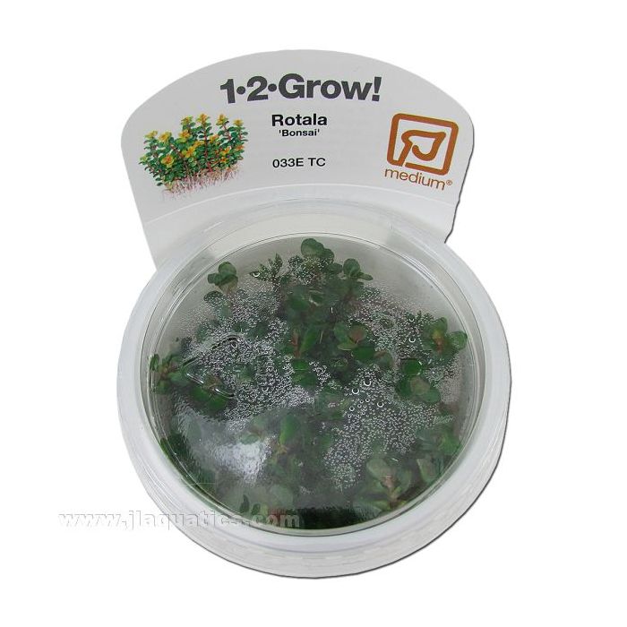 Buy Tropica Rotala Bonsai 1-2-Grow! Aquarium Plant at www.jlaquatics.com