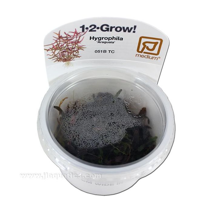 Buy Tropica Hygrophila 1-2-Grow! Aquarium Plant at www.jlaquatics.com