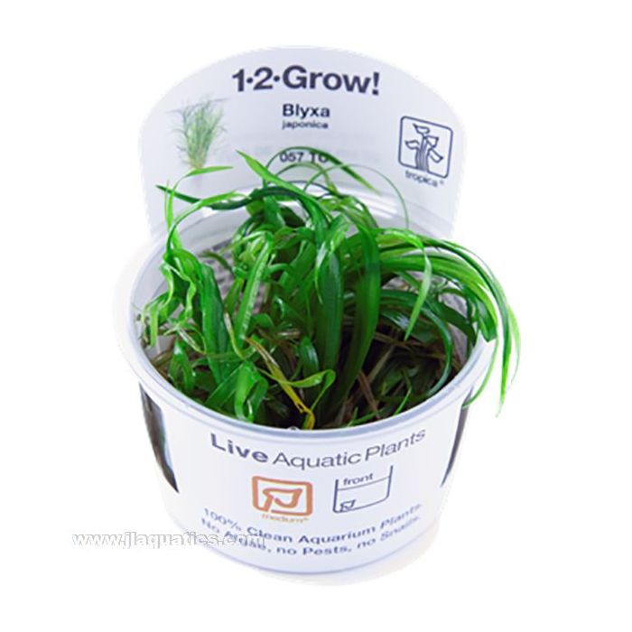 Buy Tropica Blyxa japonica 1-2-Grow! Aquarium Plant at www.jlaquatics.com