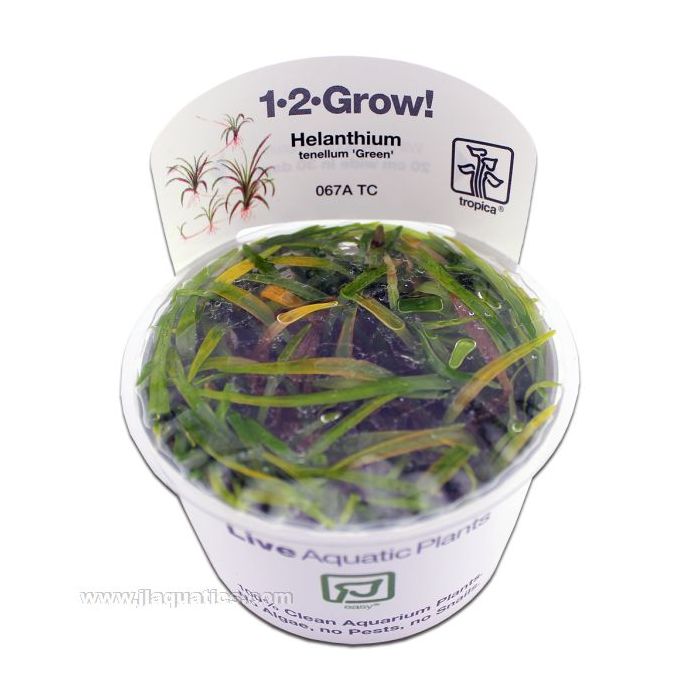 Tropica Helanthium tenellum (Green) 1-2-Grow! Aquarium Plant