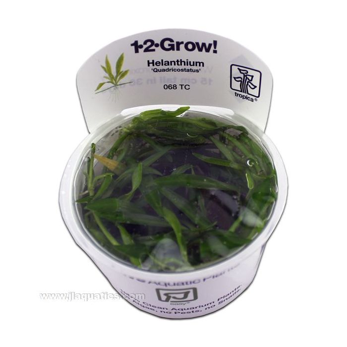 Buy Tropica Helanthium (Quadricostatus) 1-2-Grow! Aquarium Plant at www.jlaquatics.com