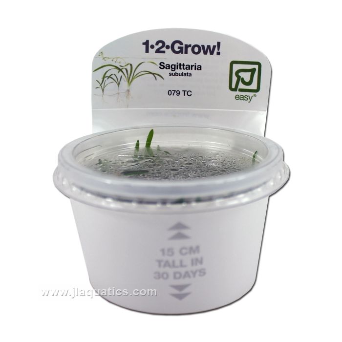 Buy Tropica Sagittaria subulata 1-2-Grow! Aquarium Plant at www.jlaquatics.com