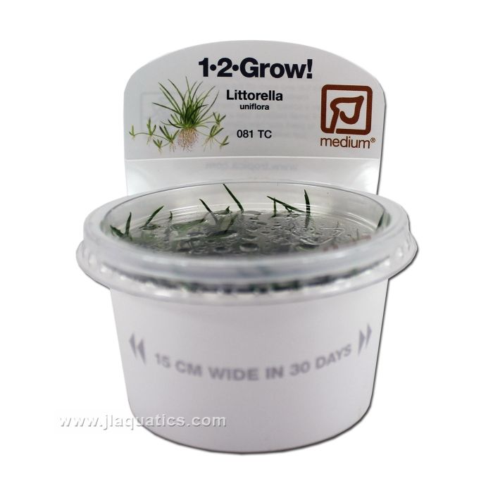 Buy Tropica Littorella uniflora 1-2-Grow! Aquarium Plant at www.jlaquatics.com
