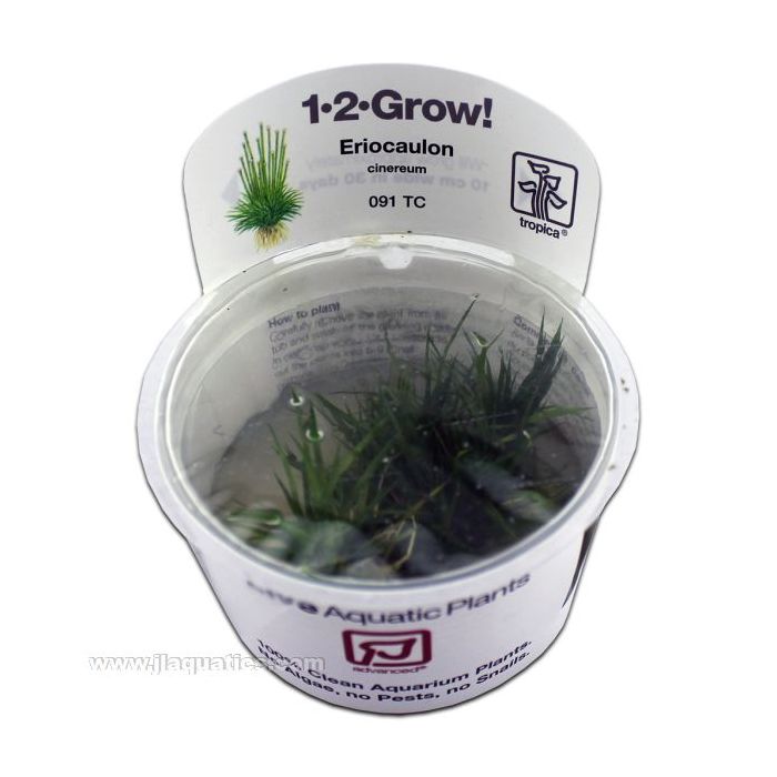 Buy Tropica Eriocaulon cinereum 1-2-Grow! Aquarium Plant at www.jlaquatics.com
