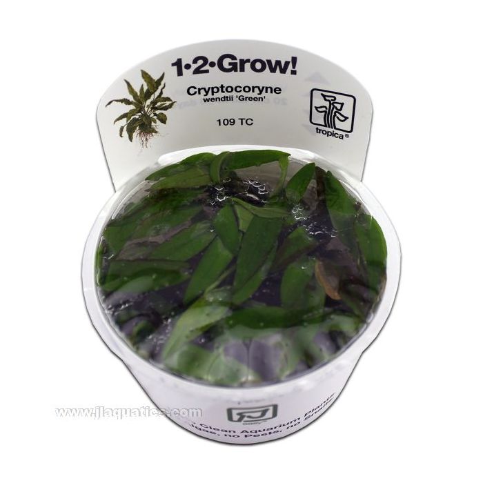 Buy Tropica Cryptocoryne wendtii (Green) 1-2-Grow! Aquarium Plant at www.jlaquatics.com
