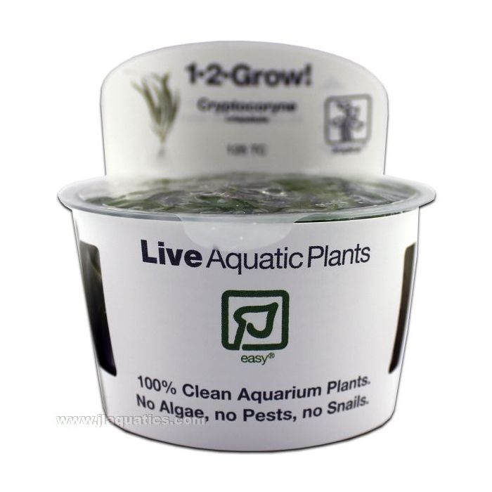 Buy Tropica Cryptocoryne crispatula 1-2-Grow! Aquarium Plant at www.jlaquatics.com