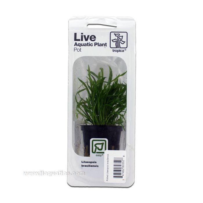 Buy Tropica Potted Lilaeopsis brasiliensis Plant at www.jlaquatics.com