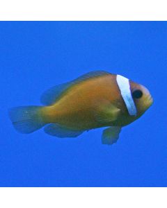 Australian Clownfish (Tank Raised)