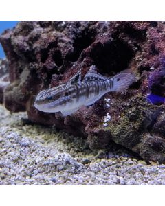 Banded (Brown Bar) Goby ( Tank Raised)