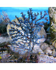 Gorgonian/Sea Fan (Australia)