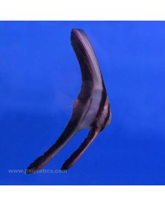 Longfin Batfish (Asia Pacific)