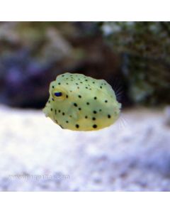 Yellow Boxfish (Asia Pacific)