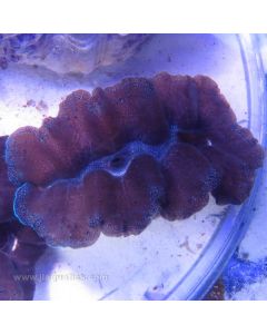 Crocea Giant Clam - B Grade (South Pacific)