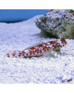Buy Red Scooter Blenny (Indian Ocean) in Canada for as low as 27.95
