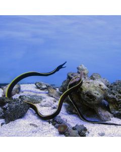 Buy Black Ribbon Eel (Asia Pacific) in Canada for as low as 88.95