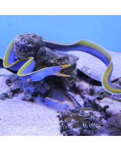 Buy Blue Ribbon Eel (Asia Pacific) in Canada for as low as 111.45