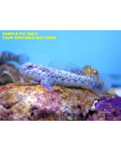 Buy Assorted Coral Goby (Asia Pacific) in Canada for as low as 18.95