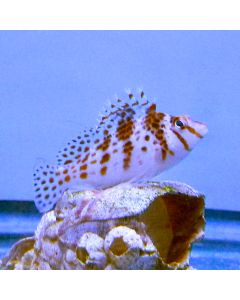 Buy Falco Hawkfish (Asia Pacific) in Canada for as low as 39.45