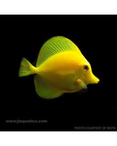 Buy Biota Yellow Tang (South Pacific) in Canada for as low as 240.45