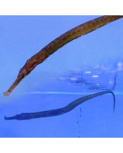 Buy Alligator Pipefish (Asia Pacific) in Canada for as low as 67.45
