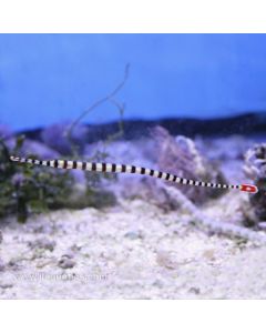 Buy Banded Pipefish (Asia Pacific) in Canada for as low as 39.95