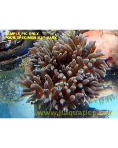 Buy Bubble Anemone (Asia Pacific) in Canada for as low as 34.95