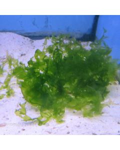 Green Sea Lettuce Macroalgae (Asia Pacific)