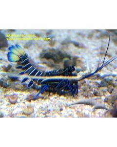 Buy Blue Lobster (Asia Pacific) in Canada for as low as 66.45