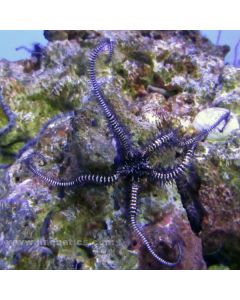Brittle Star - Black/Pink (Asia Pacific)