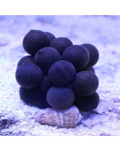 Cuttlefish Egg Batch (Asia Pacific)
