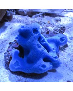 Blue/Purple Sponge (Asia Pacific)