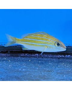 Blue Lined Snapper (Asia Pacific)