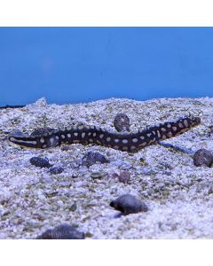 Skeletor Moray Eel - Small