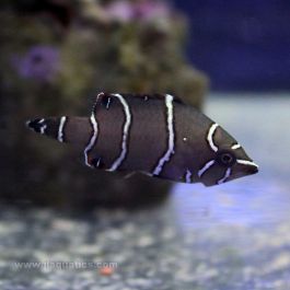 White Banded Possum Wrasse (Asia Pacific)